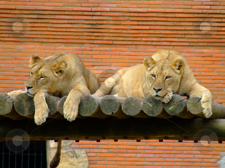 To use this stock image in your creative project, please select the size you need over to the right and click the "Add to Cart" button.
Your downloaded image will come with the Cutcaster watermark removed so don’t worry about the watermark you see on this page. Two female lions stock photo, Two female lions in the zoo by Paulo Resende
