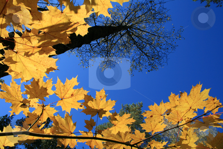 To use this stock image in your creative project, please select the size you need over to the right and click the "Add to Cart" button.
Your downloaded image will come with the Cutcaster watermark removed so don’t worry about the watermark you see on this page. The yellow folios against a sky background. stock photo, The yellow folios against a blue
sky and trees background. by Viachaslau Barysevich