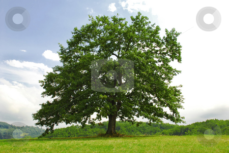 To use this stock image in your creative project, please select the size you need over to the right and click the "Add to Cart" button.
Your downloaded image will come with the Cutcaster watermark removed so don’t worry about the watermark you see on this page. Oak on green hill stock photo, Single branchy green old oak on green meadow by Julija Sapic