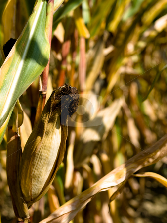To use this stock image in your creative project, please select the size you need over to the right and click the "Add to Cart" button.
Your downloaded image will come with the Cutcaster watermark removed so don’t worry about the watermark you see on this page. Closeup of a drying corn crop stock photo, Closeup of a drying corn crop by Laurent Dambies