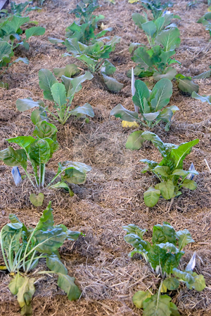 To use this stock image in your creative project, please select the size you need over to the right and click the "Add to Cart" button.
Your downloaded image will come with the Cutcaster watermark removed so don’t worry about the watermark you see on this page. Garden stock photo, Plants growing in a garden by Nicholas Rjabow