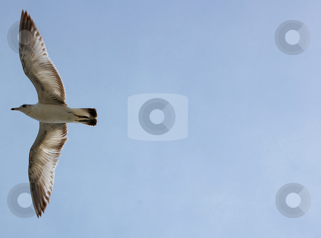 To use this stock image in your creative project, please select the size you need over to the right and click the "Add to Cart" button.
Your downloaded image will come with the Cutcaster watermark removed so don’t worry about the watermark you see on this page. Seagull stock photo, by Liane Harrold