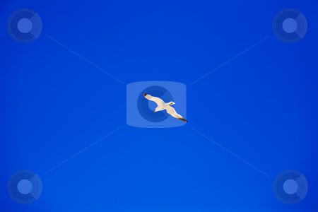 To use this stock image in your creative project, please select the size you need over to the right and click the "Add to Cart" button.
Your downloaded image will come with the Cutcaster watermark removed so don’t worry about the watermark you see on this page. Seagull flying in blue sky stock photo, Seagull flying in blue sky by Vitaly Sokolovskiy