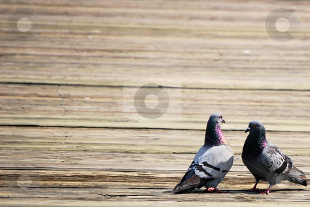 To use this stock image in your creative project, please select the size you need over to the right and click the "Add to Cart" button.
Your downloaded image will come with the Cutcaster watermark removed so don’t worry about the watermark you see on this page. Two pigeons stock photo, by Liane Harrold