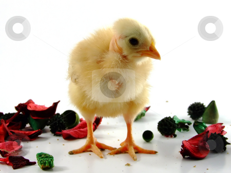 To use this stock image in your creative project, please select the size you need over to the right and click the "Add to Cart" button.
Your downloaded image will come with the Cutcaster watermark removed so don’t worry about the watermark you see on this page. Baby chicken stock photo, Baby chicken portrait by Paulo Resende