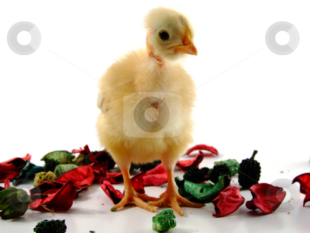 To use this stock image in your creative project, please select the size you need over to the right and click the "Add to Cart" button.
Your downloaded image will come with the Cutcaster watermark removed so don’t worry about the watermark you see on this page. Baby chicken stock photo, Baby chicken portrait by Paulo Resende