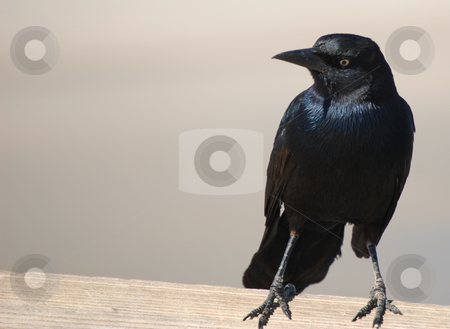 To use this stock image in your creative project, please select the size you need over to the right and click the "Add to Cart" button.
Your downloaded image will come with the Cutcaster watermark removed so don’t worry about the watermark you see on this page. Crow stock photo, by Liane Harrold