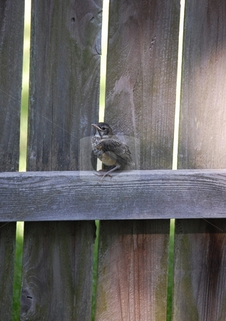 To use this stock image in your creative project, please select the size you need over to the right and click the "Add to Cart" button.
Your downloaded image will come with the Cutcaster watermark removed so don’t worry about the watermark you see on this page. Baby Birdie stock photo, Baby robin on a wooden fence by Liane Harrold