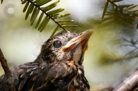 To use this stock image in your creative project, please select the size you need over to the right and click the "Add to Cart" button.
Your downloaded image will come with the Cutcaster watermark removed so don’t worry about the watermark you see on this page. Baby Bird stock photo, by Liane Harrold