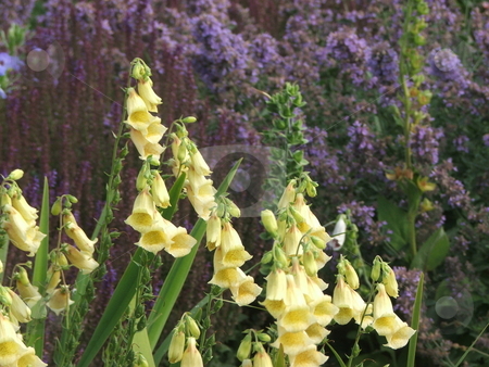 To use this stock image in your creative project, please select the size you need over to the right and click the "Add to Cart" button.
Your downloaded image will come with the Cutcaster watermark removed so don’t worry about the watermark you see on this page. Yellow Foxglove Flowers stock photo, A clump of yellow Foxglove (digitalis) flowers brighten a city park garden on the shore of Lake Superior in Duluth, MN. Allergy sufferers can enjoy this flower as it has no scent. by Dennis Thomsen