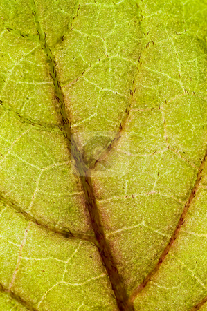 To use this stock image in your creative project, please select the size you need over to the right and click the "Add to Cart" button.
Your downloaded image will come with the Cutcaster watermark removed so don’t worry about the watermark you see on this page. Green leaf closeup. stock photo, Green leaf closeup. by Pablo Caridad