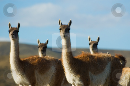 To use this stock image in your creative project, please select the size you need over to the right and click the "Add to Cart" button.
Your downloaded image will come with the Cutcaster watermark removed so don’t worry about the watermark you see on this page. Guanacoes (Lama guanicoe) in Patagonia, southern Argentina. stock photo, Guanacoes (Lama guanicoe) in Patagonia, southern Argentina. by Pablo Caridad
