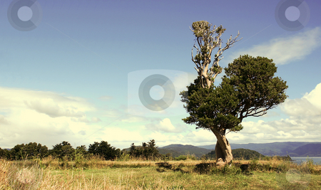 To use this stock image in your creative project, please select the size you need over to the right and click the "Add to Cart" button.
Your downloaded image will come with the Cutcaster watermark removed so don’t worry about the watermark you see on this page. Single tree stock photo, Single tree in a golden colored field by Rafael Franceschini