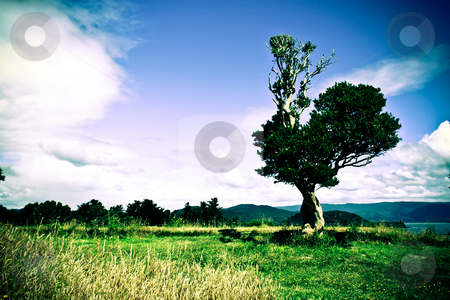 To use this stock image in your creative project, please select the size you need over to the right and click the "Add to Cart" button.
Your downloaded image will come with the Cutcaster watermark removed so don’t worry about the watermark you see on this page. Single tree stock photo, Lomo effect of a single tree on the lawn by Rafael Franceschini