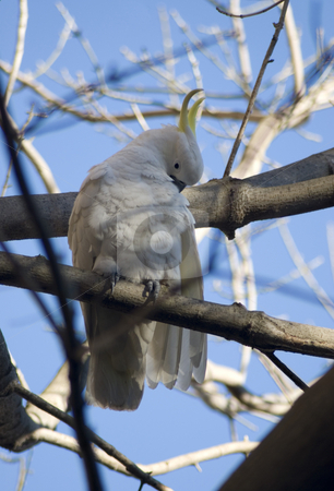 To use this stock image in your creative project, please select the size you need over to the right and click the "Add to Cart" button.
Your downloaded image will come with the Cutcaster watermark removed so don’t worry about the watermark you see on this page. Sulphur crested cockatoo stock photo, An australian wild cockatoo preening himself by Stephen Gibson