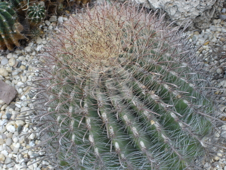 To use this stock image in your creative project, please select the size you need over to the right and click the "Add to Cart" button.
Your downloaded image will come with the Cutcaster watermark removed so don’t worry about the watermark you see on this page. Cactus Plant stock photo, Closeup of a cacti by Ritu Jethani