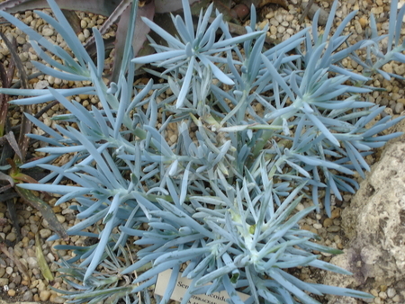 To use this stock image in your creative project, please select the size you need over to the right and click the "Add to Cart" button.
Your downloaded image will come with the Cutcaster watermark removed so don’t worry about the watermark you see on this page. Cactus Plant stock photo, by Ritu Jethani