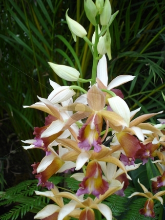 To use this stock image in your creative project, please select the size you need over to the right and click the "Add to Cart" button.
Your downloaded image will come with the Cutcaster watermark removed so don’t worry about the watermark you see on this page. Orchid Flowers stock photo, by Ritu Jethani