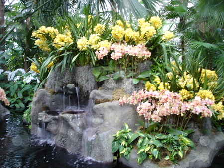 To use this stock image in your creative project, please select the size you need over to the right and click the "Add to Cart" button.
Your downloaded image will come with the Cutcaster watermark removed so don’t worry about the watermark you see on this page. Orchid Flowers stock photo, by Ritu Jethani