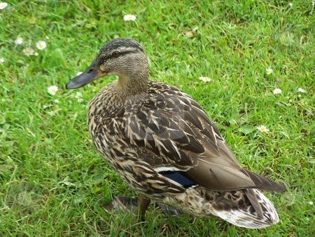 To use this stock image in your creative project, please select the size you need over to the right and click the "Add to Cart" button.
Your downloaded image will come with the Cutcaster watermark removed so don’t worry about the watermark you see on this page. Female Mallard in Spring stock photo, Taken in the University Parks in Oxford, this little female mallard wanted to eat my bag of crisps. by JKJ Anderson