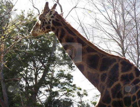 To use this stock image in your creative project, please select the size you need over to the right and click the "Add to Cart" button.
Your downloaded image will come with the Cutcaster watermark removed so don’t worry about the watermark you see on this page. Giraffe in the sun stock photo, A giraffe in the Melbourne Zoo stretching up to eat some leaves. by JKJ Anderson