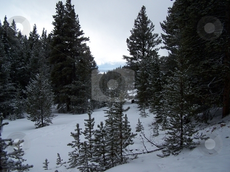 To use this stock image in your creative project, please select the size you need over to the right and click the "Add to Cart" button.
Your downloaded image will come with the Cutcaster watermark removed so don’t worry about the watermark you see on this page. Snowy pine trees in winter stock photo, Taken near Vail on the Continental Divide Trail, in Colorado, USA. by JKJ Anderson