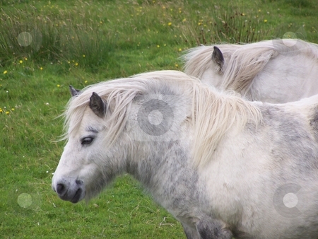 To use this stock image in your creative project, please select the size you need over to the right and click the "Add to Cart" button.
Your downloaded image will come with the Cutcaster watermark removed so don’t worry about the watermark you see on this page. Shetland Ponies, Orkney stock photo, These two Shetland ponies posed for me on a farm on Hoy, Orkney. by JKJ Anderson