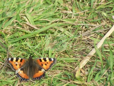 To use this stock image in your creative project, please select the size you need over to the right and click the "Add to Cart" button.
Your downloaded image will come with the Cutcaster watermark removed so don’t worry about the watermark you see on this page. Butterfly on the Orkneys stock photo, This guy was on Mainland, hanging out near Neolithic ruins. by JKJ Anderson