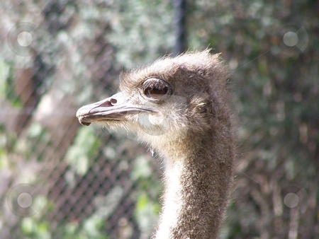 To use this stock image in your creative project, please select the size you need over to the right and click the "Add to Cart" button.
Your downloaded image will come with the Cutcaster watermark removed so don’t worry about the watermark you see on this page. Ostrich eye stock photo, This ostrich posed nicely for me at the Melbourne Zoo. by JKJ Anderson