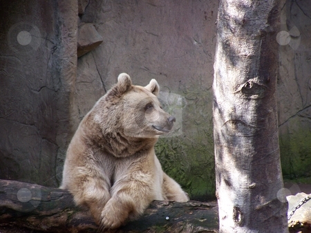 To use this stock image in your creative project, please select the size you need over to the right and click the "Add to Cart" button.
Your downloaded image will come with the Cutcaster watermark removed so don’t worry about the watermark you see on this page. Dignified Brown Bear stock photo, This full-grown brown bear looked somewhat out of place near to the kangaroos in the Melbourne Zoo. by JKJ Anderson