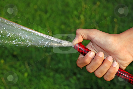To use this stock image in your creative project, please select the size you need over to the right and click the "Add to Cart" button.
Your downloaded image will come with the Cutcaster watermark removed so don’t worry about the watermark you see on this page. Watering grass stock photo, Child hand keeping water hose over green grass by Julija Sapic