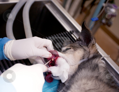 To use this stock image in your creative project, please select the size you need over to the right and click the "Add to Cart" button.
Your downloaded image will come with the Cutcaster watermark removed so don’t worry about the watermark you see on this page. Veterinary Dentistry stock photo, Small dog undergoing a veterinary dentistry procedure by Scott Griessel