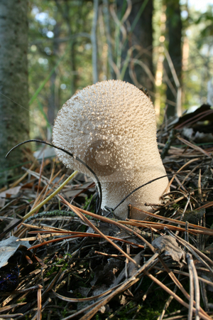 To use this stock image in your creative project, please select the size you need over to the right and click the "Add to Cart" button.
Your downloaded image will come with the Cutcaster watermark removed so don’t worry about the watermark you see on this page. The eatable fungus with white head. stock photo, The eatable fungus with white head against the background of moss,foliage,grass in the forest. by Viachaslau Barysevich