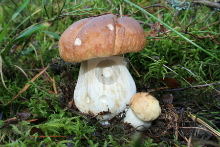 To use this stock image in your creative project, please select the size you need over to the right and click the "Add to Cart" button.
Your downloaded image will come with the Cutcaster watermark removed so don’t worry about the watermark you see on this page. The eatable fungus with red head. stock photo, The eatable fungus with red head against the background of moss,foliage,grass in the forest. by Viachaslau Barysevich
