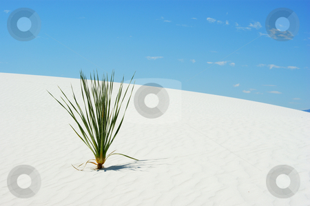 To use this stock image in your creative project, please select the size you need over to the right and click the "Add to Cart" button.
Your downloaded image will come with the Cutcaster watermark removed so don’t worry about the watermark you see on this page. Yucca plant stock photo, Yucca plant in white sand with blue sky by Sam Sapp