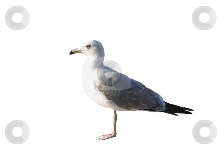 To use this stock image in your creative project, please select the size you need over to the right and click the "Add to Cart" button.
Your downloaded image will come with the Cutcaster watermark removed so don’t worry about the watermark you see on this page. Seagull stock photo, Western gull isolated on white background. by Serge VILLA