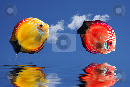 To use this stock image in your creative project, please select the size you need over to the right and click the "Add to Cart" button.
Your downloaded image will come with the Cutcaster watermark removed so don’t worry about the watermark you see on this page. Tropical fishes stock photo, Tropical fishes jumping over water. by Serge VILLA