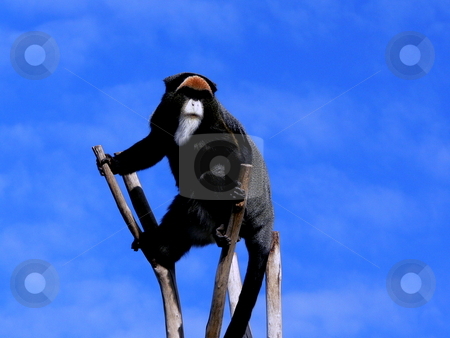 To use this stock image in your creative project, please select the size you need over to the right and click the "Add to Cart" button.
Your downloaded image will come with the Cutcaster watermark removed so don’t worry about the watermark you see on this page. Monkey on the Lookout stock photo, A high contrast shot of a bearded De Brazza's Monkey on the lookout against a blue sky as background by Martin Darley