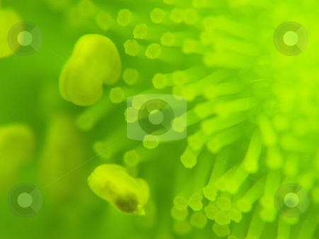 To use this stock image in your creative project, please select the size you need over to the right and click the "Add to Cart" button.
Your downloaded image will come with the Cutcaster watermark removed so don’t worry about the watermark you see on this page. Strawberry macro stock photo, Strawberry flower macro by Waldy Wisniewski