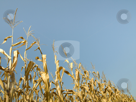 To use this stock image in your creative project, please select the size you need over to the right and click the "Add to Cart" button.
Your downloaded image will come with the Cutcaster watermark removed so don’t worry about the watermark you see on this page. Corn crop at summer stock photo, Rows of dry corn field at the end of summer by Laurent Dambies