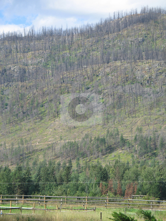 To use this stock image in your creative project, please select the size you need over to the right and click the "Add to Cart" button.
Your downloaded image will come with the Cutcaster watermark removed so don’t worry about the watermark you see on this page. Mountain after a forest fire stock photo, Mountain after a forest fire by Mbudley Mbudley
