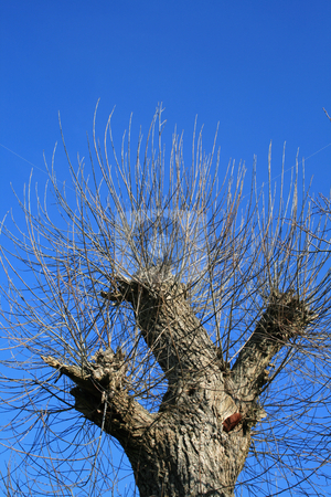 To use this stock image in your creative project, please select the size you need over to the right and click the "Add to Cart" button.
Your downloaded image will come with the Cutcaster watermark removed so don’t worry about the watermark you see on this page. The truncated tree against a sky background. stock photo, The truncated tree with young branchs against a blue sky background. by Viachaslau Barysevich