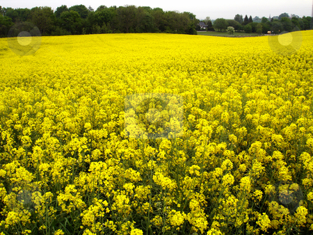 To use this stock image in your creative project, please select the size you need over to the right and click the "Add to Cart" button.
Your downloaded image will come with the Cutcaster watermark removed so don’t worry about the watermark you see on this page. Field of rapeseed stock photo, by Per W?
