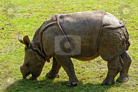 To use this stock image in your creative project, please select the size you need over to the right and click the "Add to Cart" button.
Your downloaded image will come with the Cutcaster watermark removed so don’t worry about the watermark you see on this page. Baby Rhino stock photo, Calf of an Indian Rhinoceros (Rhinoceros unicornis) by Wino Evertz