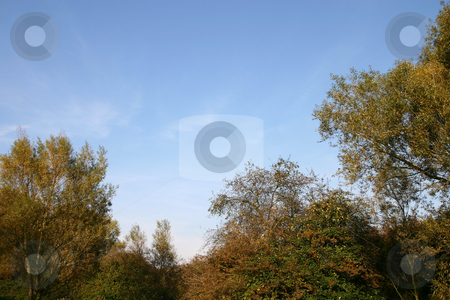 To use this stock image in your creative project, please select the size you need over to the right and click the "Add to Cart" button.
Your downloaded image will come with the Cutcaster watermark removed so don’t worry about the watermark you see on this page. Tree Border stock photo, A border of trees with a place blue sky by Steve Smith