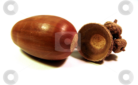 To use this stock image in your creative project, please select the size you need over to the right and click the "Add to Cart" button.
Your downloaded image will come with the Cutcaster watermark removed so don’t worry about the watermark you see on this page. Acorn and shell stock photo, Acorn and shell against white by Per W?