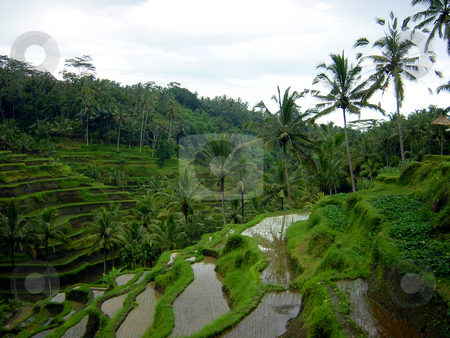 To use this stock image in your creative project, please select the size you need over to the right and click the "Add to Cart" button.
Your downloaded image will come with the Cutcaster watermark removed so don’t worry about the watermark you see on this page. Growing rice stock photo, Terraces rice plantation on Bali by Per W?
