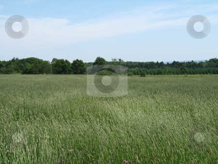 To use this stock image in your creative project, please select the size you need over to the right and click the "Add to Cart" button.
Your downloaded image will come with the Cutcaster watermark removed so don’t worry about the watermark you see on this page. Green agricultural field stock photo, Green agricultural field by Mbudley Mbudley