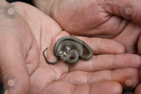 To use this stock image in your creative project, please select the size you need over to the right and click the "Add to Cart" button.
Your downloaded image will come with the Cutcaster watermark removed so don’t worry about the watermark you see on this page. The small adder in hand. stock photo, The small adder in hand. by Viachaslau Barysevich