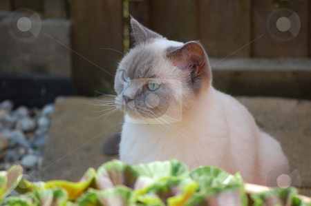 To use this stock image in your creative project, please select the size you need over to the right and click the "Add to Cart" button.
Your downloaded image will come with the Cutcaster watermark removed so don’t worry about the watermark you see on this page. Cat In Garden stock photo, My colour point cat in the garden watching some birds by Paul McKay